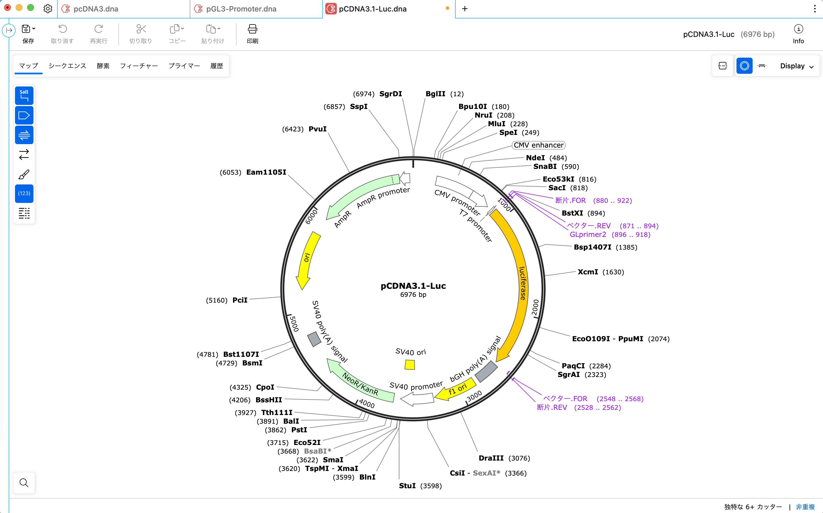 SnapGene In-Fusion®クローニング_産物_プライマービュー