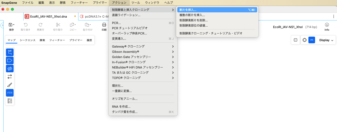 SnapGene_制限酵素処理による挿入クローニング_断片を挿入