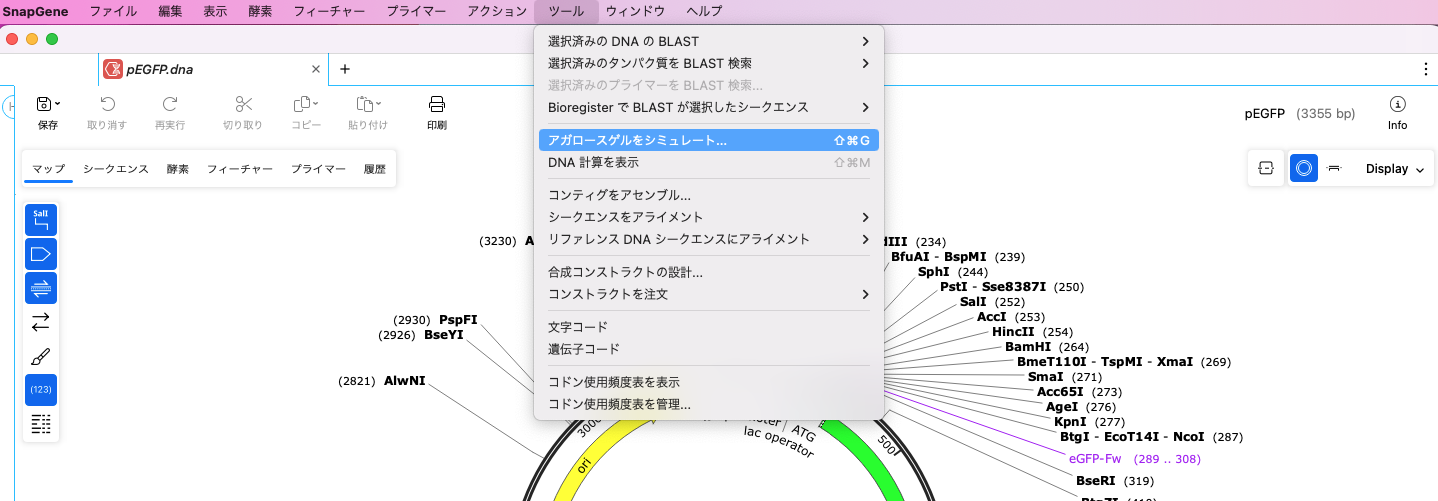 SnapGene_アガロースゲル電気泳動像をシミュレート