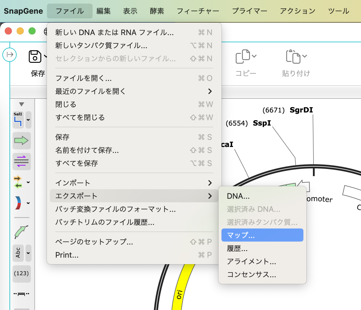 SnapGene_ファイル→エクスポート→マップ